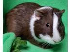 Adopt Brownie a Brown or Chocolate Guinea Pig (short coat) small animal in
