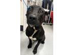 Adopt Kylo a Black Mixed Breed (Large) / Mixed dog in Inverness, FL (37956279)