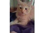 Adopt Pedro a Orange or Red Tabby Domestic Longhair (long coat) cat in
