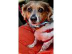 Adopt Friday a Tricolor (Tan/Brown & Black & White) Dachshund / Mixed dog in