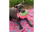 Adopt TEMP FOSTER - Spirit a Gray/Silver/Salt & Pepper - with White Pit Bull
