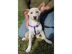 Adopt Axel a Tan/Yellow/Fawn Labrador Retriever / Carolina Dog / Mixed dog in