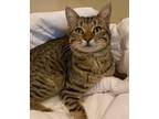 Adopt Handsome Scottie a Brown Tabby Domestic Shorthair (short coat) cat in