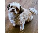 Adopt Mindy a Tan/Yellow/Fawn Shih Tzu / Mixed dog in Saint Mary's