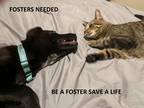 Adopt zFOSTERS NEEDED a Black - with Gray or Silver German Shepherd Dog / Mixed