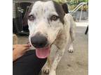 Adopt Spots a White - with Tan, Yellow or Fawn Dalmatian / Mixed dog in St.