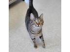 Adopt Bengal a Brown or Chocolate Domestic Shorthair / Mixed cat in Milford