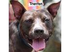 Adopt Trenton a Black Terrier (Unknown Type, Small) / Mixed dog in St.