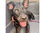 Adopt Luna a Black Mixed Breed (Medium) / Mixed dog in St. Thomas, VI (35251916)