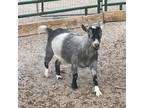 Adopt Bobby a Goat farm-type animal in Las Vegas, NV (35259112)