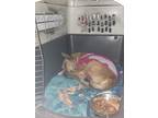 Adopt Loki a Tan/Yellow/Fawn German Shepherd Dog / Australian Terrier / Mixed