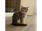 Adopt Smores a Spotted Tabby/Leopard Spotted Domestic Shorthair / Mixed cat in