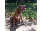 Adopt Allie a Brindle Pit Bull Terrier / Mixed dog in Fort Scott, KS (32402879)