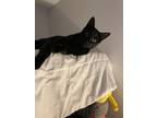 Adopt Kobe (bonded with Anne) a All Black Domestic Shorthair (short coat) cat in