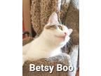 Adopt Betsy Boo a White (Mostly) American Shorthair (short coat) cat in Acton