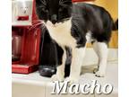 Adopt Macho a Brown Tabby American Shorthair (short coat) cat in Acton