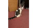 Adopt Lilibet (bonded with Pete) a White (Mostly) Domestic Shorthair (short