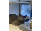 Adopt Asher a Gray or Blue Domestic Shorthair (short coat) cat in Birmingham
