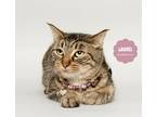 Adopt LAUREL a Brown Tabby Domestic Shorthair (short coat) cat in Wyandotte