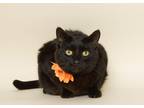 Adopt JULIA (Owner Passed Away) a All Black Domestic Shorthair (short coat) cat