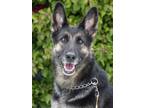 Adopt Asta von Asendorf a Black - with Tan, Yellow or Fawn German Shepherd Dog /