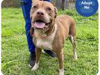 Adopt Alohi a Brown/Chocolate - with White American Pit Bull Terrier / Mixed dog