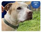 Adopt Nui a Tan/Yellow/Fawn - with White American Pit Bull Terrier / Mixed dog