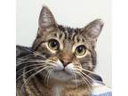Adopt Stitch a Brown Tabby Domestic Shorthair (short coat) cat in Dundee
