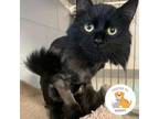 Adopt Patmos a All Black Domestic Longhair / Domestic Shorthair / Mixed cat in