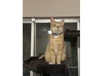 Adopt Wonder a Orange or Red Domestic Shorthair (short coat) cat in Victorville