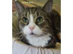 Adopt Geri a Gray, Blue or Silver Tabby Domestic Shorthair (short coat) cat in