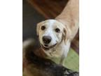 Adopt Bear a Tan/Yellow/Fawn - with White Labrador Retriever / Mixed Breed