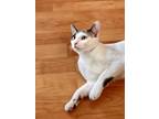 Adopt Nala a White (Mostly) Domestic Shorthair (short coat) cat in Wahiawa