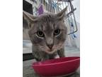 Adopt Zeno a Gray, Blue or Silver Tabby Domestic Shorthair (short coat) cat in