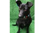 Adopt Rango a Black Dachshund / Mixed dog in San Ysidro, CA (37785535)