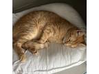 Adopt orion a Orange or Red Domestic Shorthair / Mixed cat in St.