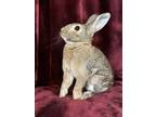 Adopt Scarlett Johopsson a Chocolate Other/Unknown / New Zealand / Mixed rabbit