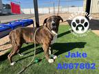 Adopt Jake a Brindle Pit Bull Terrier / Mixed dog in Chula Vista, CA (37786007)