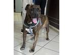 Adopt Bibi a Brindle Boxer / Mixed dog in Chula Vista, CA (37786008)