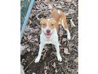 Adopt eva a Red/Golden/Orange/Chestnut - with White Australian Cattle Dog /