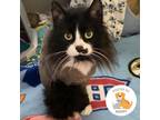 Adopt Zach a All Black Domestic Longhair / Domestic Shorthair / Mixed cat in