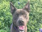 Adopt Curtis a Black Mixed Breed (Small) / Mixed Breed (Medium) / Mixed (short