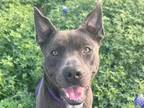 Adopt Curtis a Gray/Blue/Silver/Salt & Pepper Mixed Breed (Large) / Mixed dog in