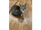 Adopt Jackson a Tiger Striped Domestic Shorthair (short coat) cat in