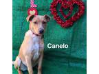 Adopt Canelo a Tan/Yellow/Fawn - with White Labrador Retriever / Mixed dog in