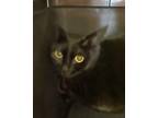 Adopt Rose(Cocoa Adoption Center) a All Black Domestic Shorthair / Domestic