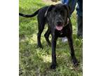 Adopt Balto a Black Labrador Retriever / Mixed dog in Natchez, MS (37787536)