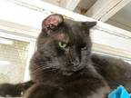 Adopt Robert a All Black Domestic Shorthair (short coat) cat in Huntington