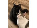 Adopt Fred and Shane a Black (Mostly) Domestic Longhair (short coat) cat in