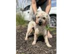 Adopt Miles a White - with Gray or Silver Miniature Poodle / Mixed dog in Cape